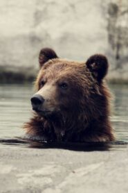 Seul au milieu des ours 2010 one on netflix