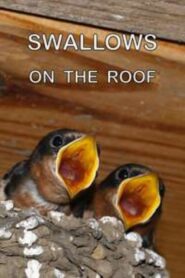 Swallows on the Roof 2002 one on netflix