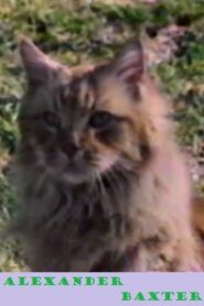 Alexander Baxter 1987 one on netflix