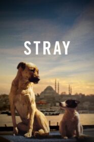 Stray 2021 one on netflix