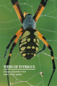 Webs of Intrigue 1992 one on netflix