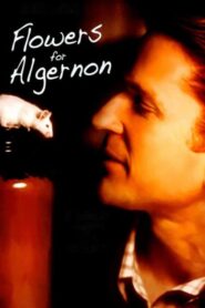 Flowers for Algernon 2000 one on netflix
