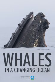 Whales in a Changing Ocean 2021 one on netflix