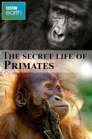 The secret life of Primates 2009 one on netflix
