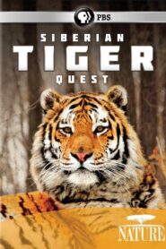 Siberian Tiger Quest 2012 one on netflix