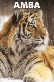 Amba: The Russian Tiger 2005 one on netflix