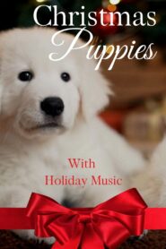 Christmas Puppies 2020 one on netflix