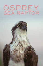 Osprey: Sea Raptor 2021 one on netflix