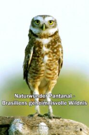 Naturwunder Pantanal – Brasiliens geheimnisvolle Wildnis 2021 one on netflix