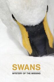 Swans: Mystery of the Missing 2019 one on netflix