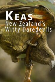 Keas – New Zealand’s Witty Daredevils 2015 one on netflix
