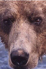 Showdown at Grizzly River 2000 one on netflix