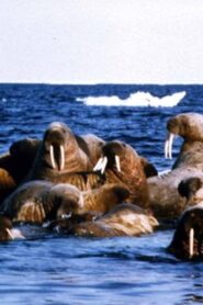 Edge of Ice 1986 one on netflix