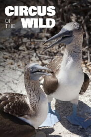 Witzig und wild – Die kuriosen Seiten der Tiere 2019 one on netflix