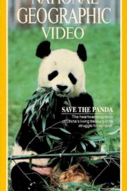 Save the Panda 1983 one on netflix