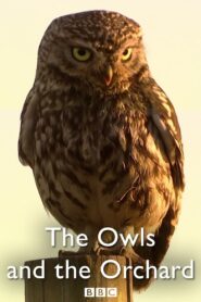 The Owls and the Orchard 2005 one on netflix