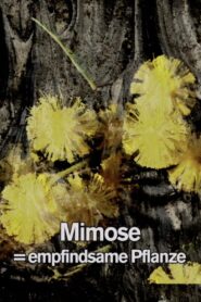 Mimosa Tank: A Prologue for a Film 2017 one on netflix