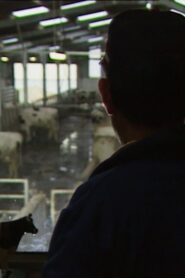 Des taureaux et des vaches 1992 one on netflix