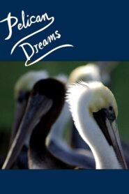 Pelican Dreams 2014 one on netflix