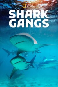 Shark Gangs 2021 one on netflix