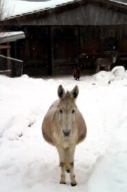 Esel mit Schnee 2011 one on netflix