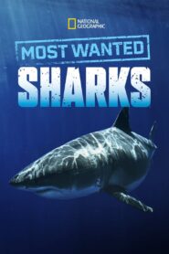 Most Wanted Sharks 2020 one on netflix