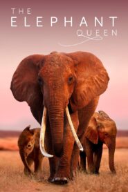 The Elephant Queen 2019 one on netflix