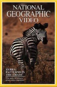 Zebras: Patterns in the Grass 1991 one on netflix