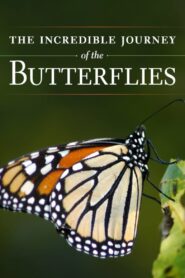 The Incredible Journey of the Butterflies 2009 one on netflix