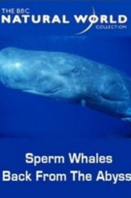 Sperm Whales: Back from the Abyss 1996 one on netflix