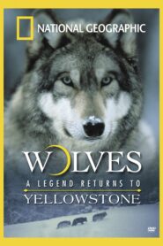 Wolves: A Legend Returns to Yellowstone 2000 one on netflix