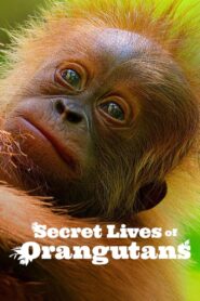 Secret Lives of Orangutans 2024 one on netflix