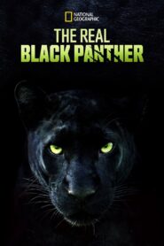 The Real Black Panther 2020 one on netflix