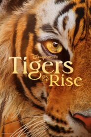 Tigers on the Rise 2024 one on netflix