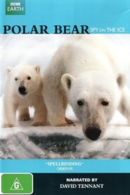 Polar Bear – Spy on the Ice 2011 one on netflix