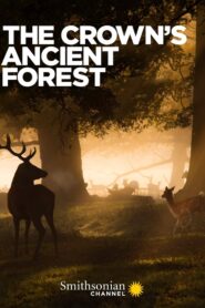 The Crown’s Ancient Forest 2021 one on netflix