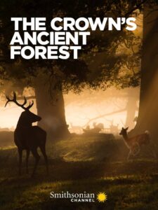 The Crown’s Ancient Forest 2021 one on netflix