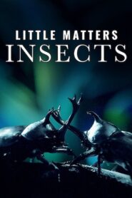 Little Matters: Insects 2015 one on netflix