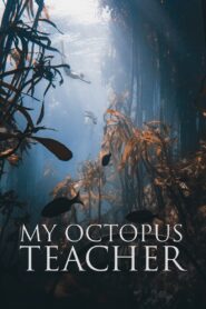 My Octopus Teacher 2020 one on netflix