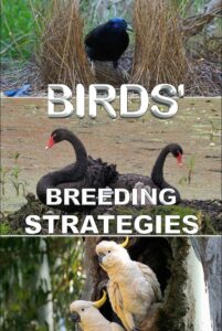 Birds’ Breeding Strategies 2022 one on netflix