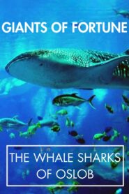 Giants of Fortune: The Whale Sharks of Oslob 2014 one on netflix
