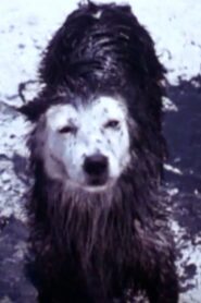Harry the Dirty Dog 1987 one on netflix