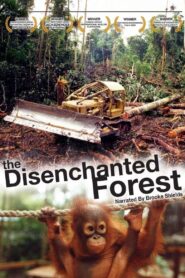 Disenchanted Forest 2002 one on netflix