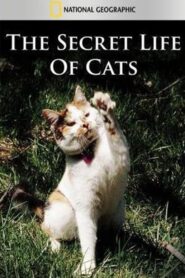 The Secret Life of Cats 2013 one on netflix