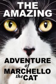 A Cat’s Tale 2008 one on netflix