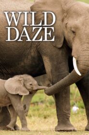 Wild Daze 2020 one on netflix