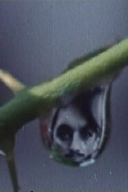 Rites of Spring 1982 one on netflix