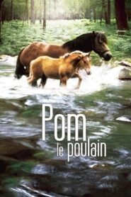 Pom, le poulain 2006 one on netflix