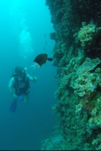 Wonders of the Great Barrier Reef with Iolo Williams 2018 one on netflix