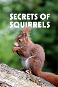 Secrets of Squirrels 2018 one on netflix